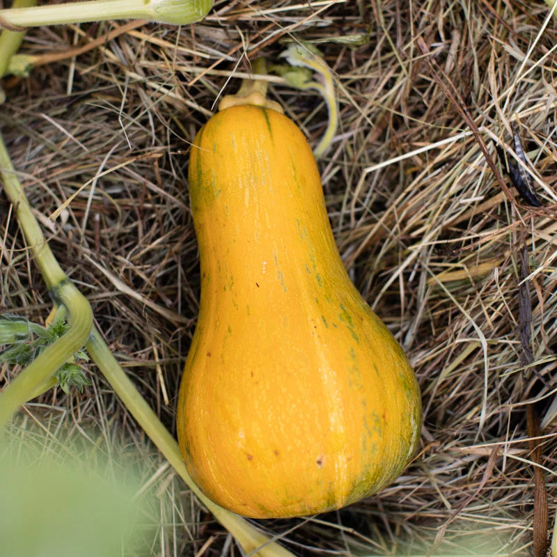 Butternut Sonca Orange Biologisch - Feggies