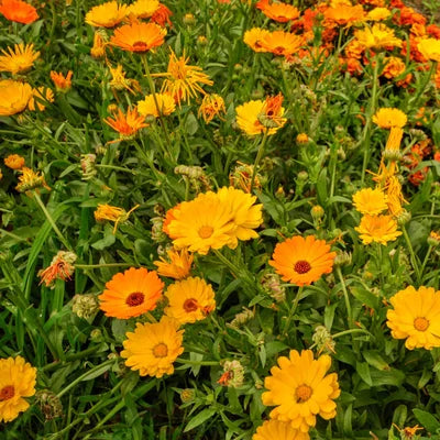 Goudsbloem/Calendula Officinalis - Feggies