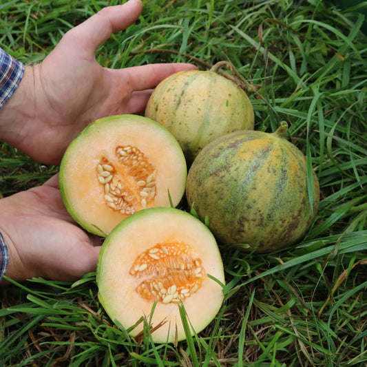 Melone Cantaloup Charentais Bio-Samen 