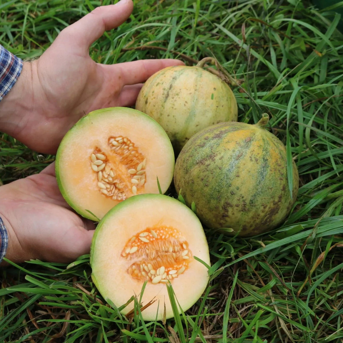 Meloen ‘Cantaloup Charentais’ (Cucumis melo) – biologische zaden - Feggies