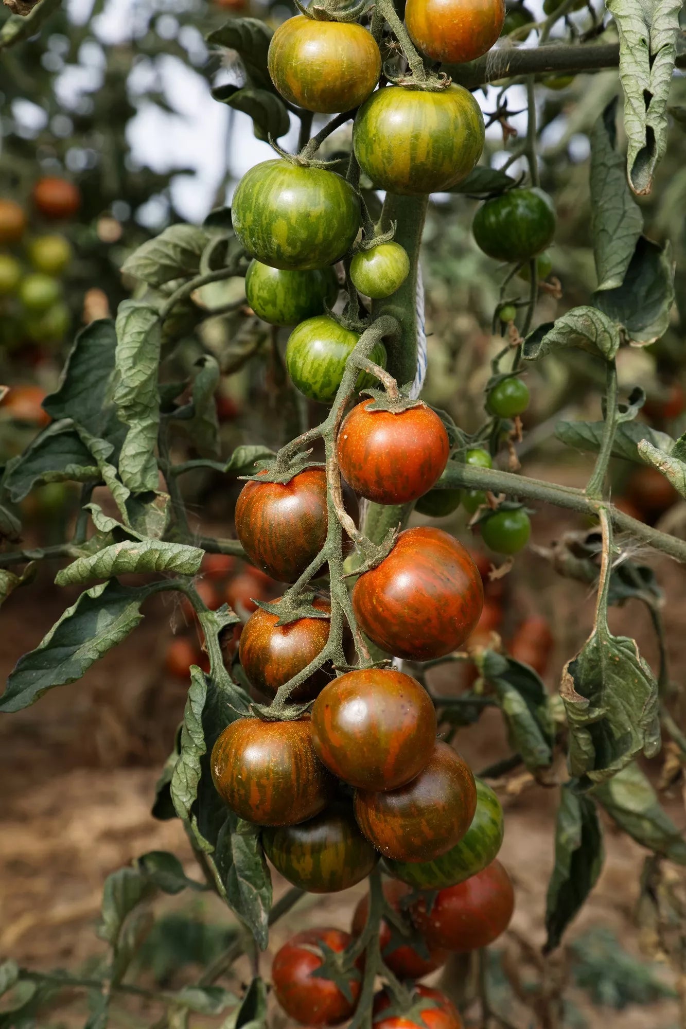 Tomaten-Zebranelle-Bio-Samen