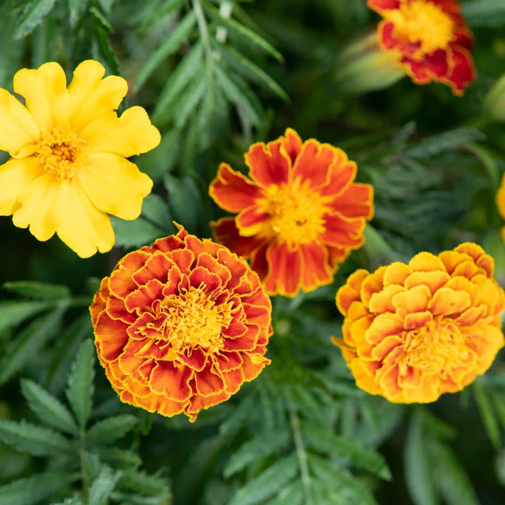 Tagetes China Cat Mix (Studentenblumen)