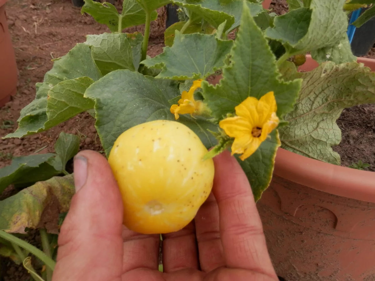 Komkommer ‘Lemon’ / Citroenkomkommer (Cucumis sativus) – biologische zaden - Feggies