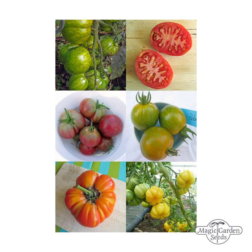 Bunte Heirloom-Tomatenmischung – Samen-Geschenkbox