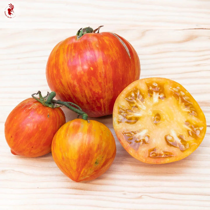 Tomate Copia