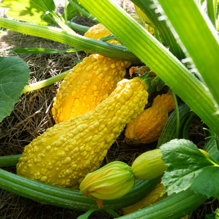 Zucchini 'Yellow Crookneck' (alte Sorte) – Bio-Saatgut