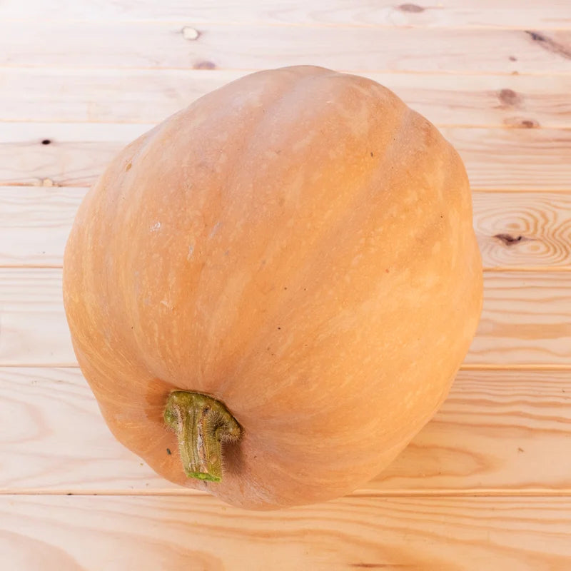 Dickinson Moschata Kürbis Bio