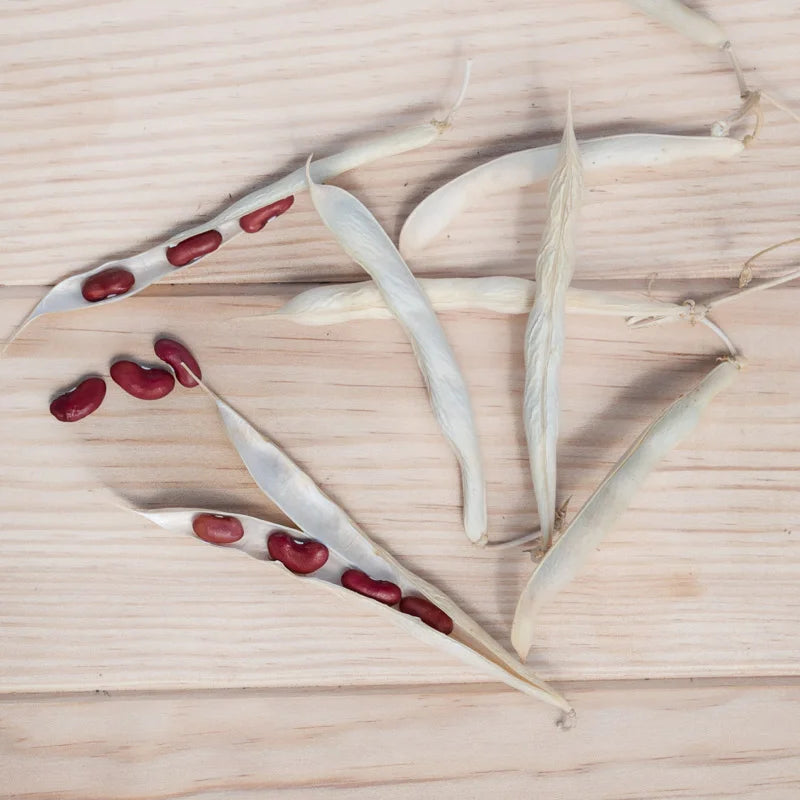 Kidneyboon Rognon de Coq Biologisch - Feggies