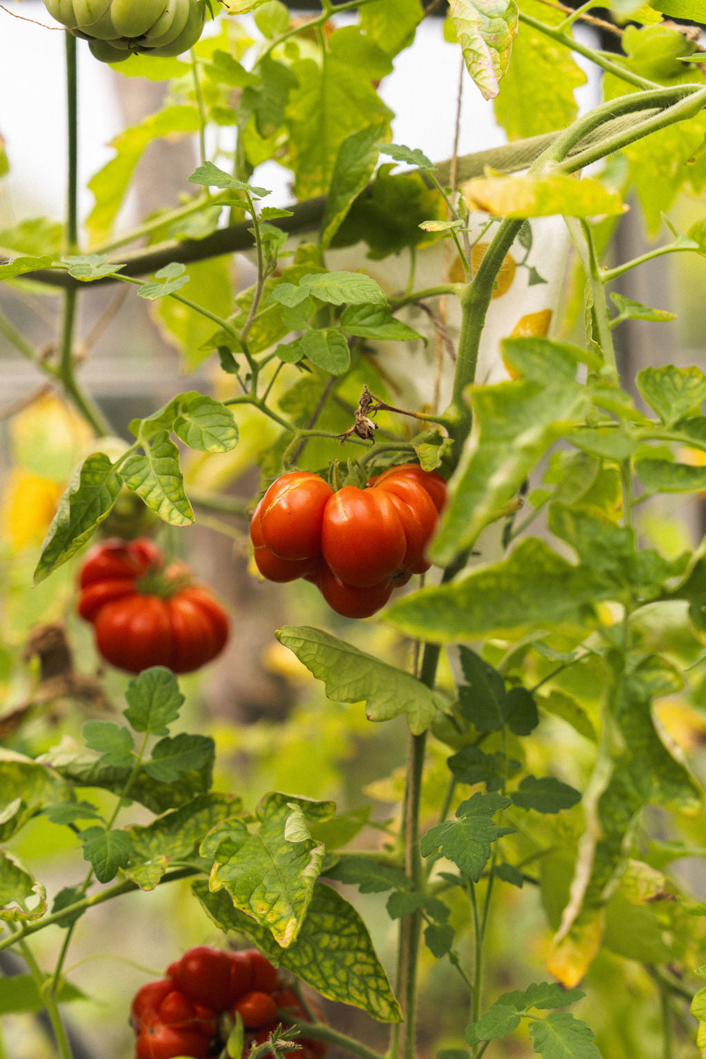 Reife Tomaten an der Pflanze