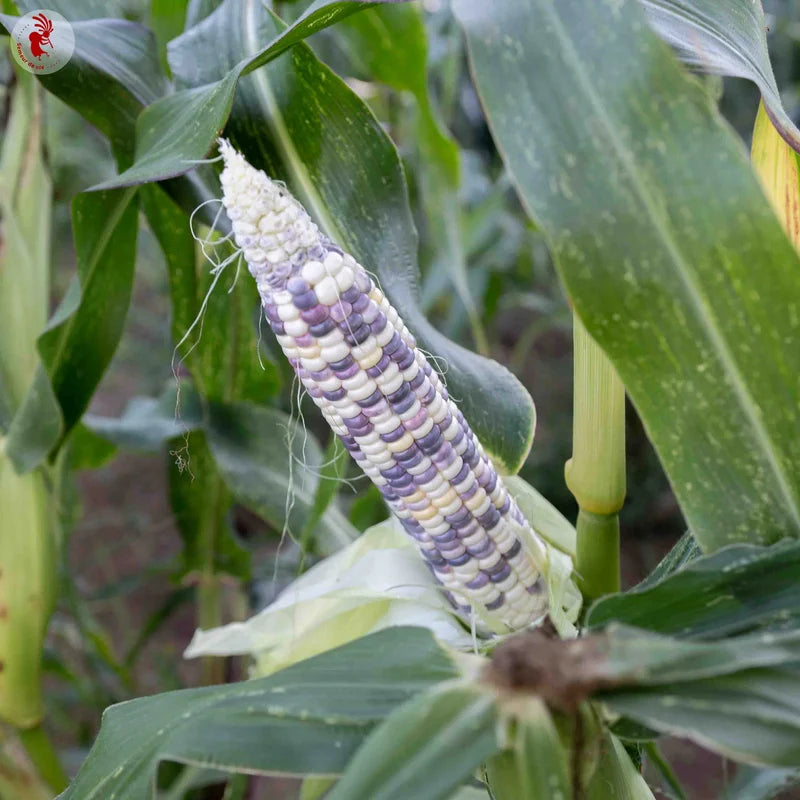 Suikermaïs Painted Hills - Feggies