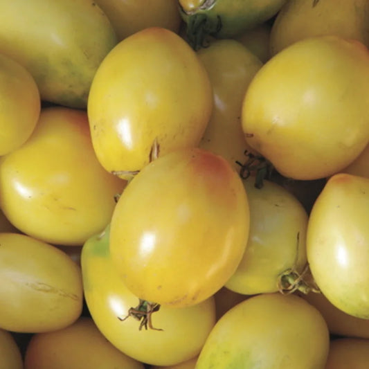 Gelbes Tomaten-Elfenbein-Ei