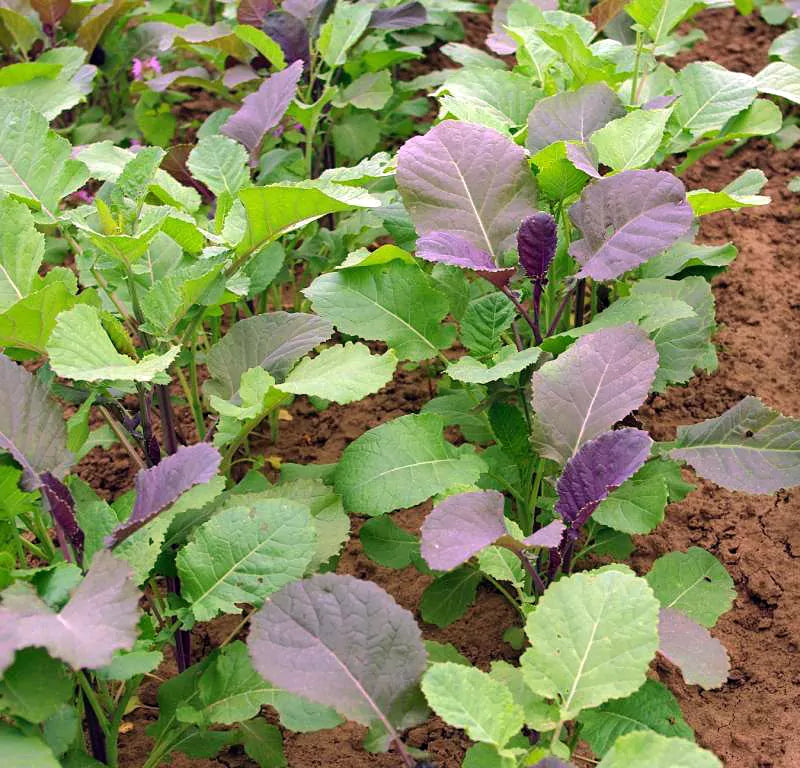 Abessijnse kool Gomenzer (Ethiopische mosterd) biologische zaden - Feggies