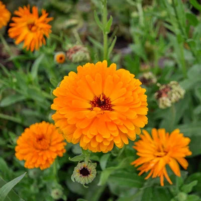 Goudsbloem/Calendula Officinalis - Feggies