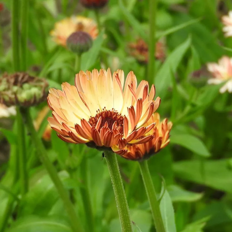 Goudsbloem ‘Touch of Red Buff’ (Calendula officinalis) – biologische zaden - Feggies