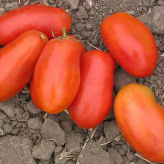 Frühe Tomaten-Oma-Mary-Paste