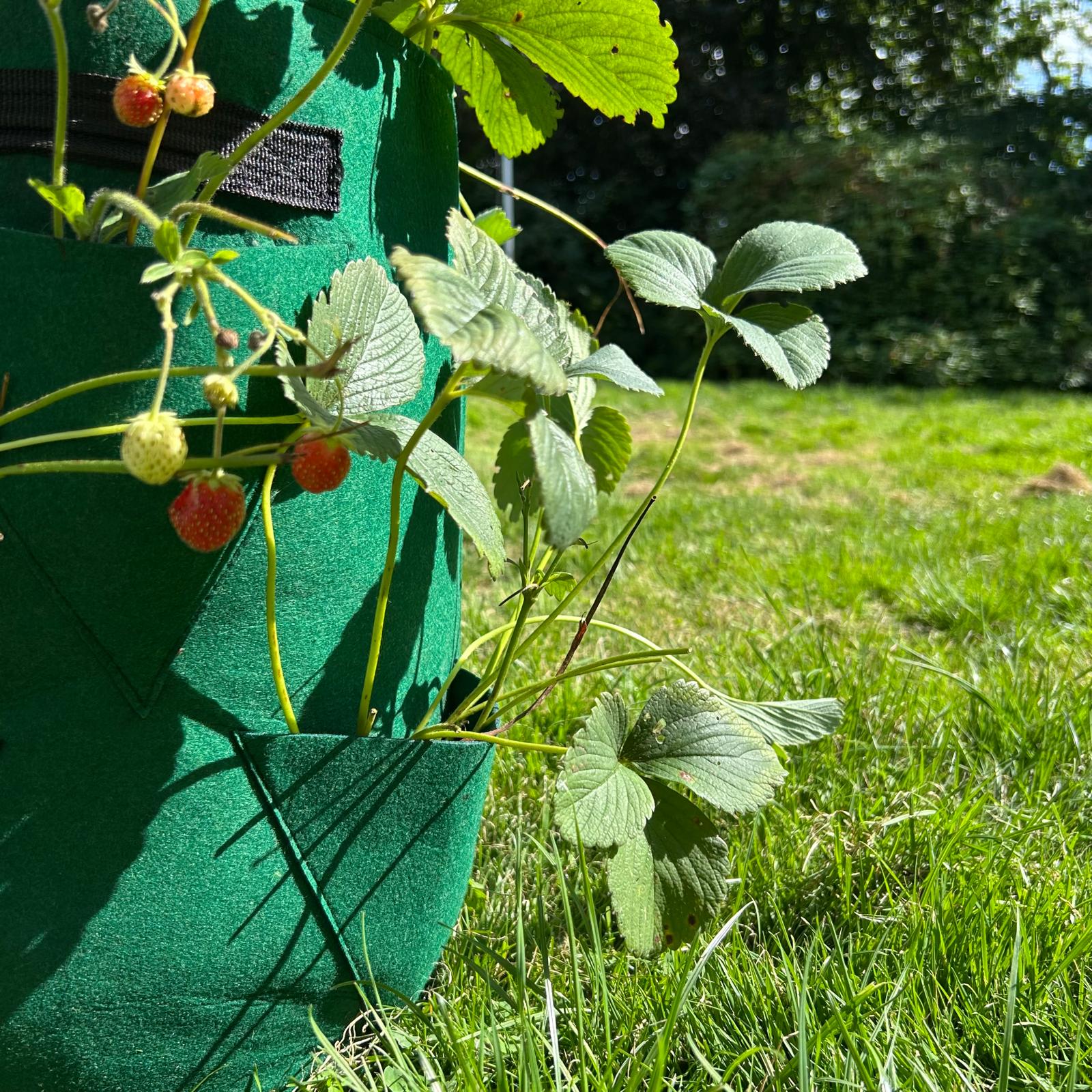 Feggies Pflanzbeutel Erdbeeren