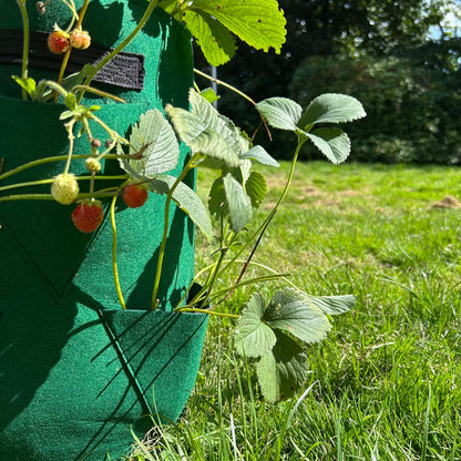 Feggies Pflanzbeutel Erdbeeren