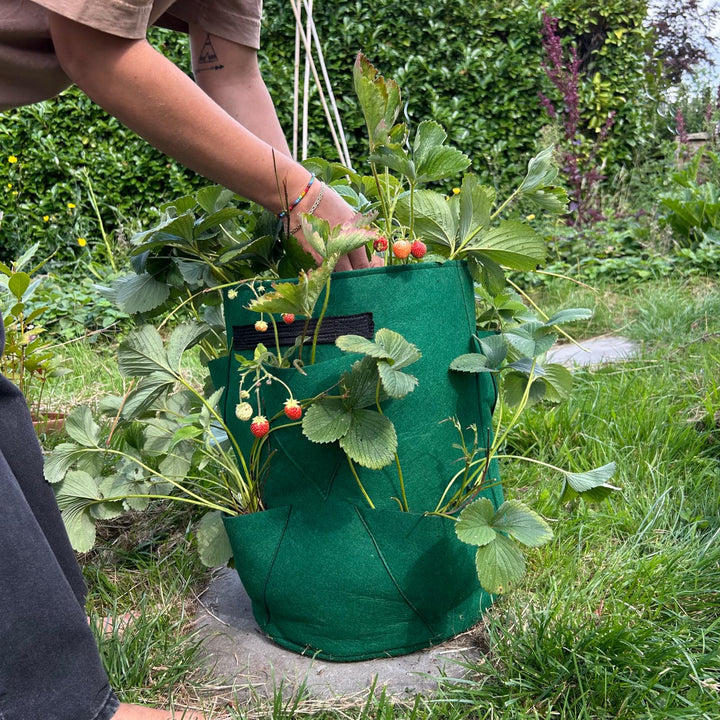 Feggies Grow Bag Erdbeeren