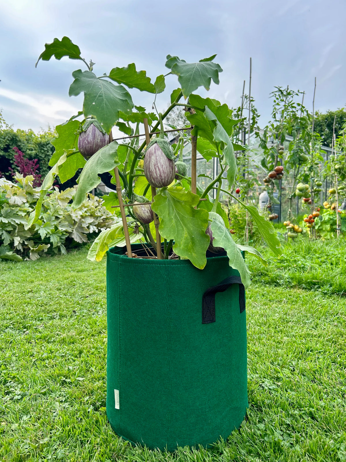 Feggies Grow Bag | 37 liter - Feggies