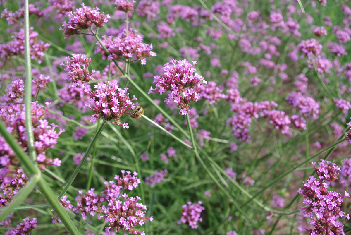 IJzerhard / Verbena (Verbena officinalis) – biologische zaden - Feggies