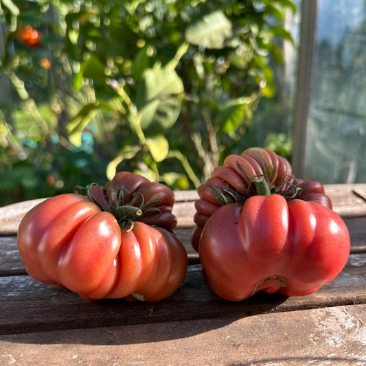 Tomaten-Lila-Kalebasse-Samen