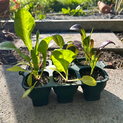 Feggies faltbare Anzuchtschale