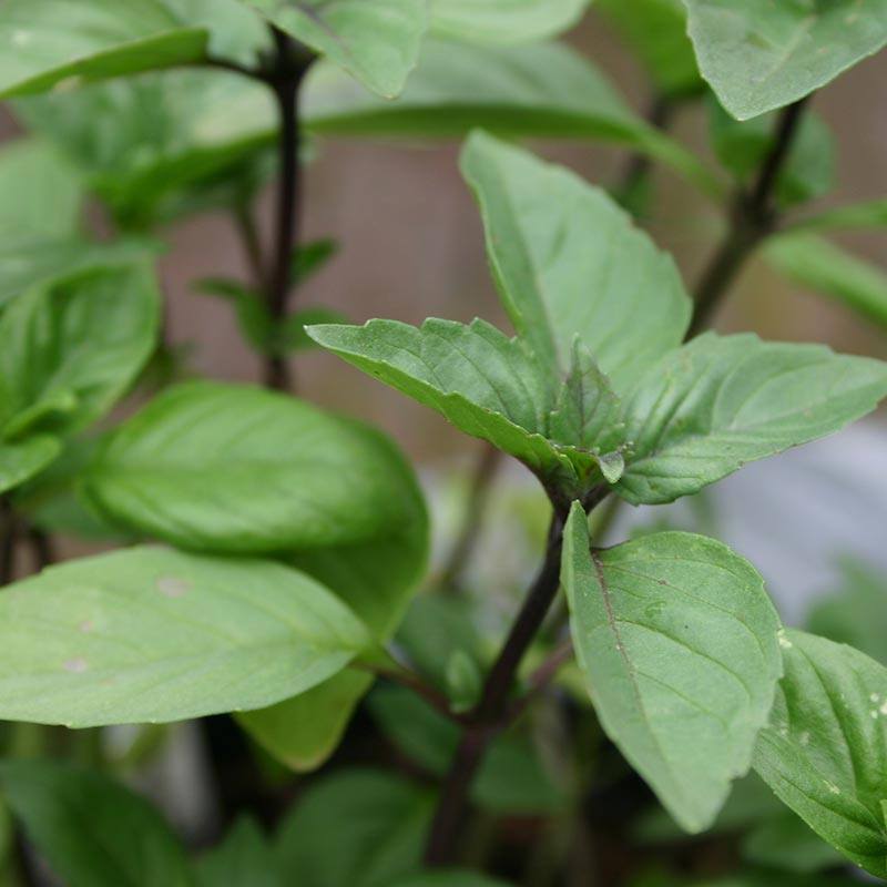 Kaneelbasilicum 'Cinnamon' Biologisch - Feggies