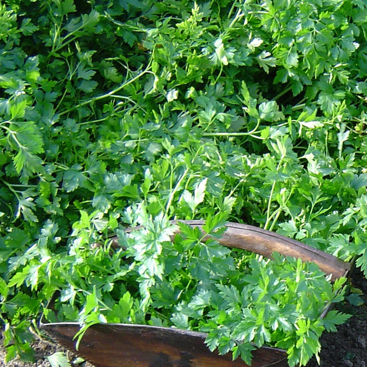 Kerbel 'Massa' Bio