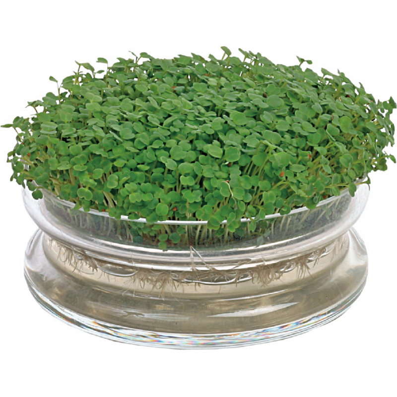Organic Sprouting Glazen Bowl met Rucola - Feggies