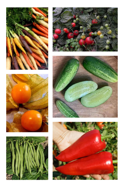 Bio Kinder Gemüsegarten Saatset