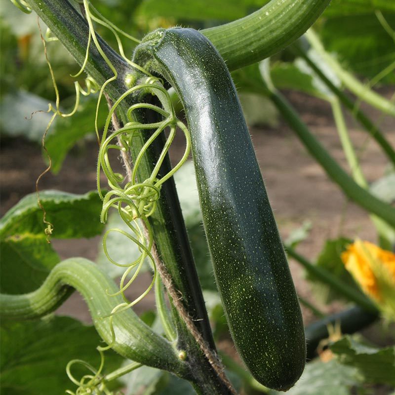Klimcourgette 'Ola Escaladora' Biologisch - Feggies