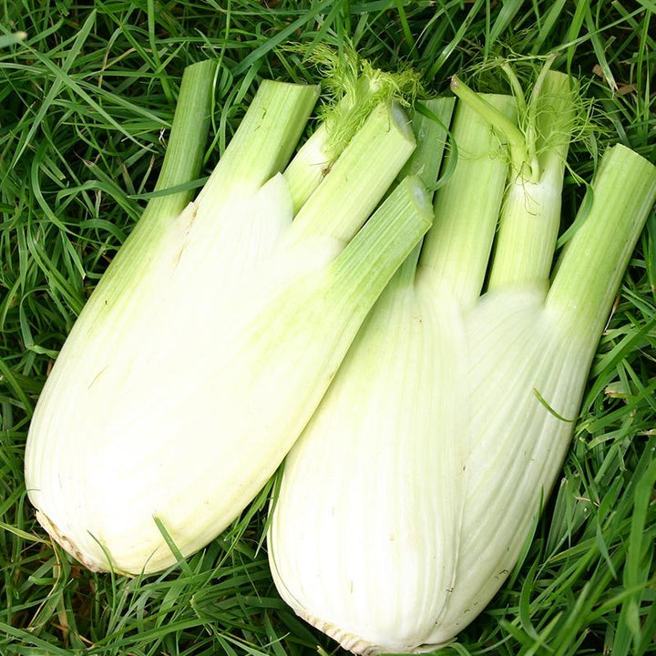 Knollenfenchel 'Fino' Bio