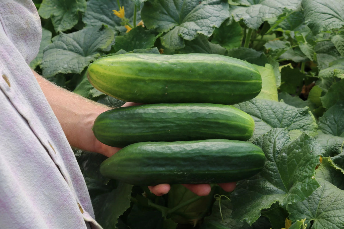 Komkommer ‘Antje’ (Cucumis sativus) – biologische zaden - Feggies