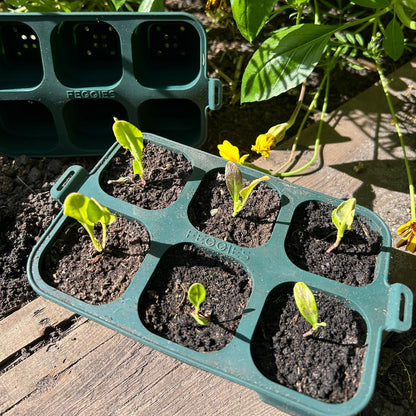 Feggies faltbare Anzuchtschale