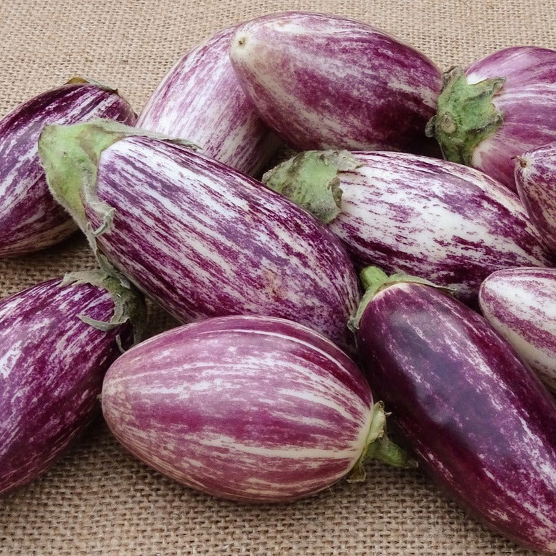 Aubergine Listada de Gandia zaden biologisch - Feggies
