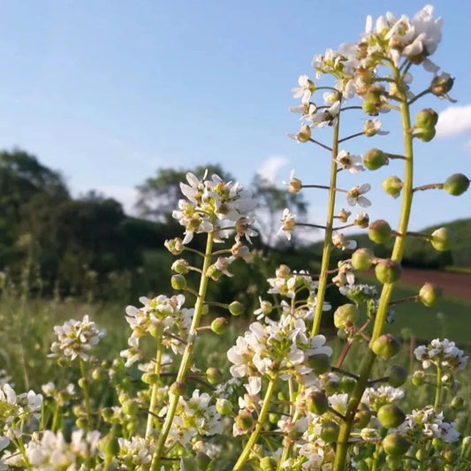 Löffelkraut-Bio-Samen