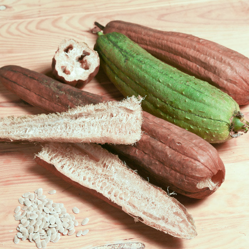 Luffa witte zaden - Feggies