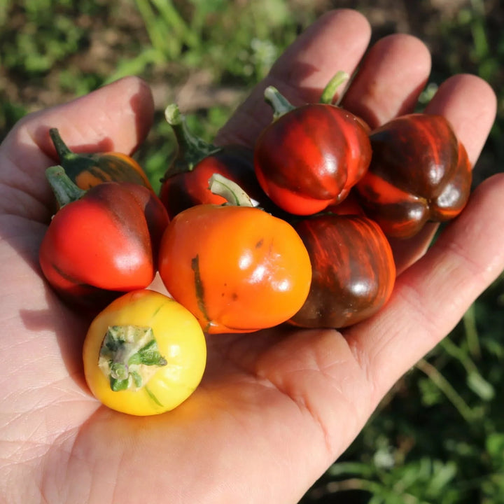 Snackpaprika 'Madame Paraplü' (Capsicum annuum) – Bio-Samen