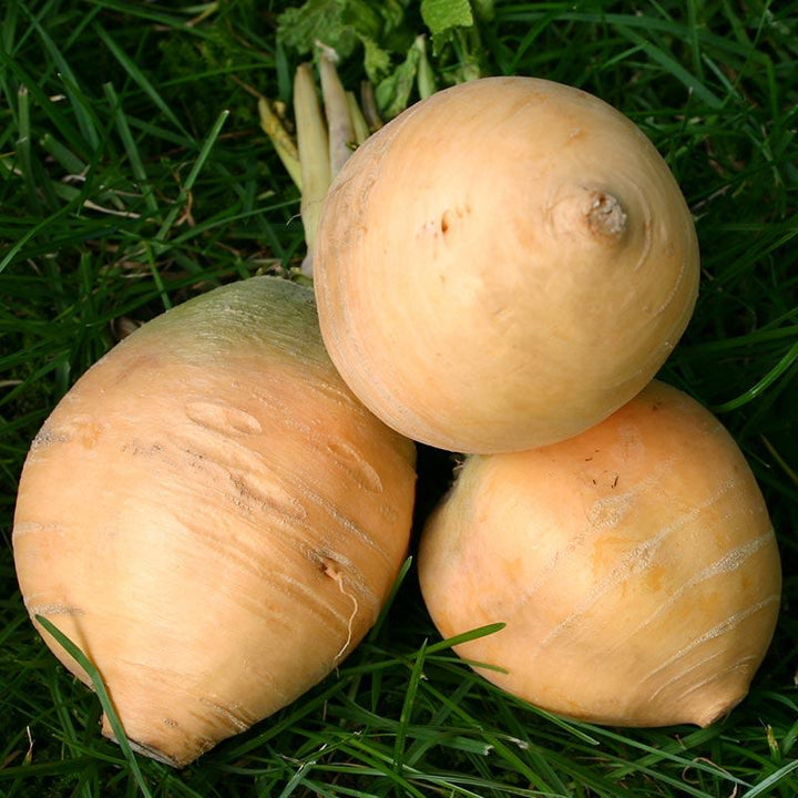 Mairübe 'Goldana' Bio