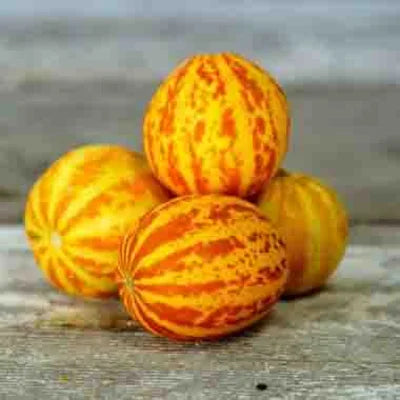 Melone Queen Anne's Pocket Bio