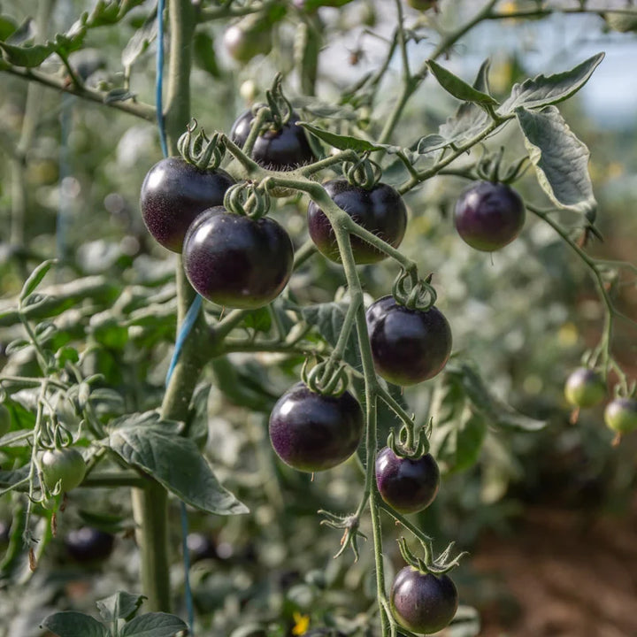 Tomate Midnight Select