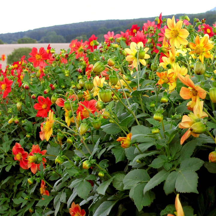 Essbare Dahlie ‘Mignon’ – Bio-Samen