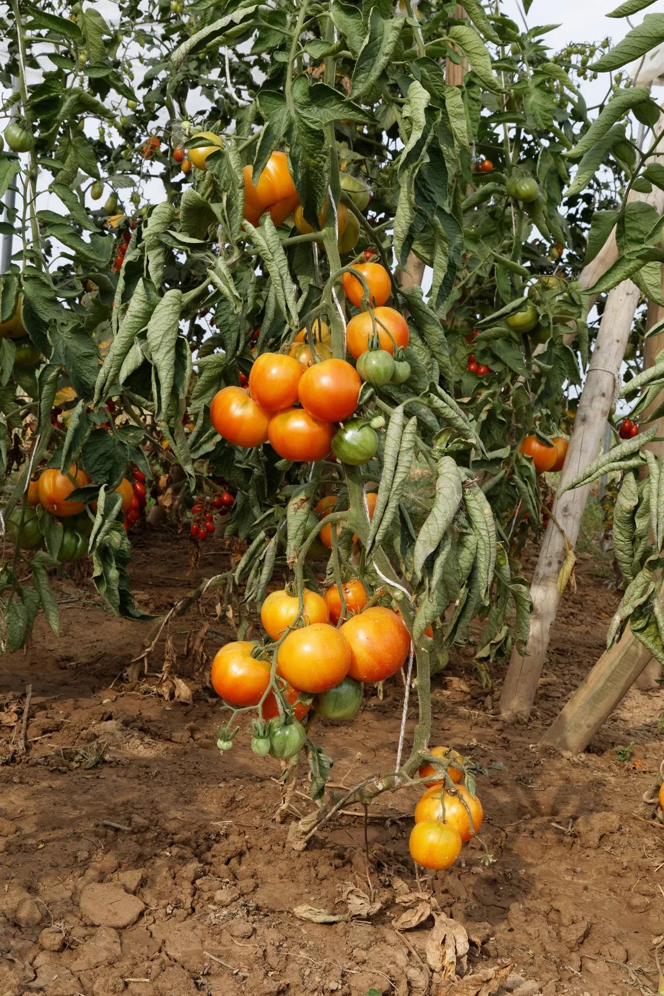 Tomaten-Oaxacan-Juwel Bio-Samen