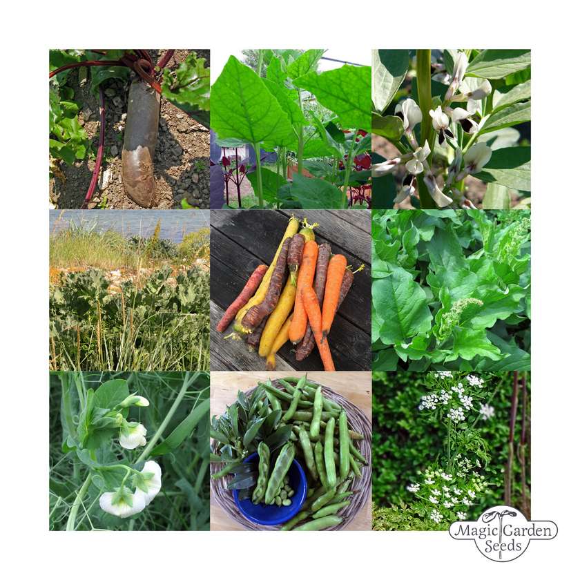 Altes historisches Gemüse – Samen-Geschenkbox