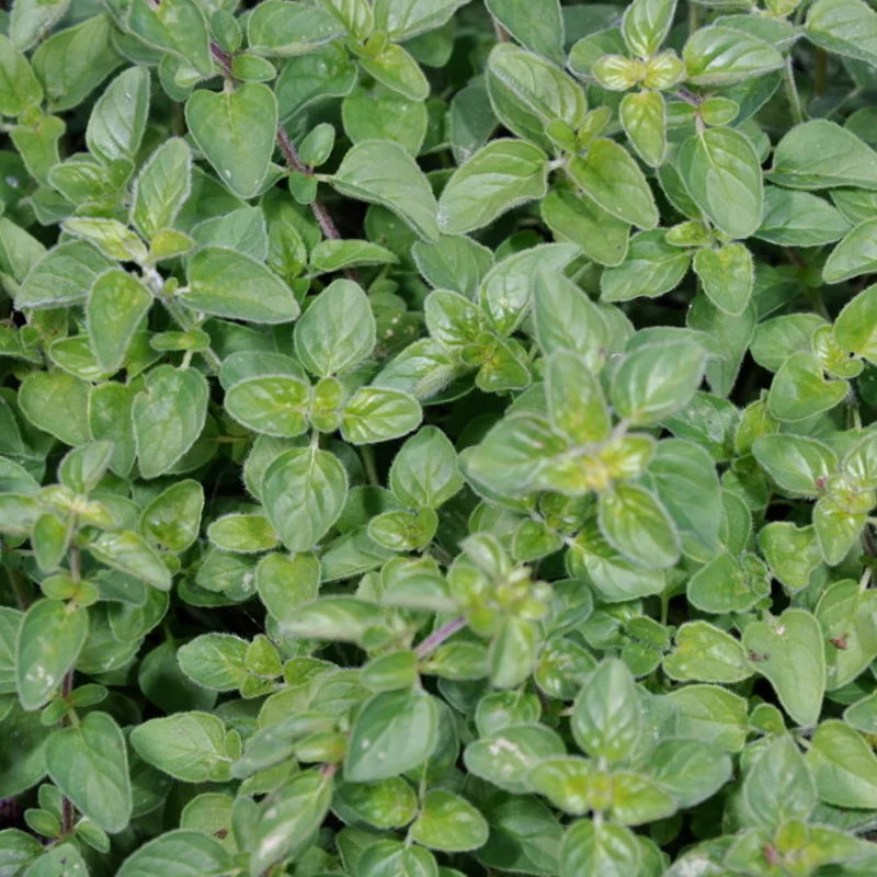 Oregano zaden biologisch - Feggies
