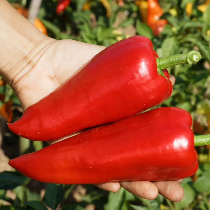 Paprika 'Red Augsburger' (Capsicum annuum) – Bio-Samen