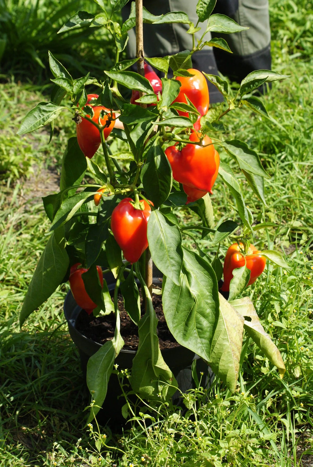 Paprika ‘Red Augsburger’ (Capsicum annuum) – biologische zaden - Feggies