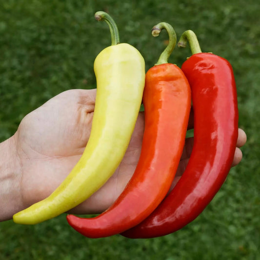 Bio-Paprika-Süßbananen-Samen