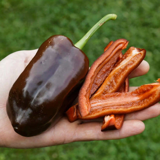 Bio-Samen aus Paprika-Süßschokolade