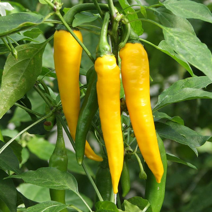 Chili 'Koh Chang' Bio